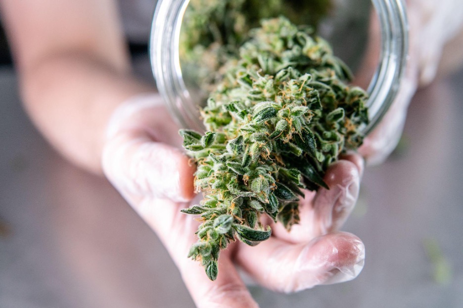 How Profitable Is A Cannabis Business In The Next Decade?