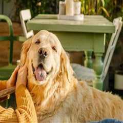 No Maintenance, All Perks: How Apt Amenities Make Choosing To Rent A Savvy Home Selling Tip For..