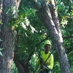 Enhance Your Condo Investment with Expert Tree Removal